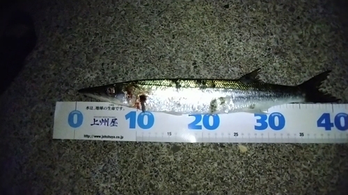 カマスの釣果