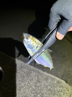 コノシロの釣果