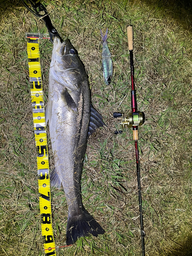 シーバスの釣果