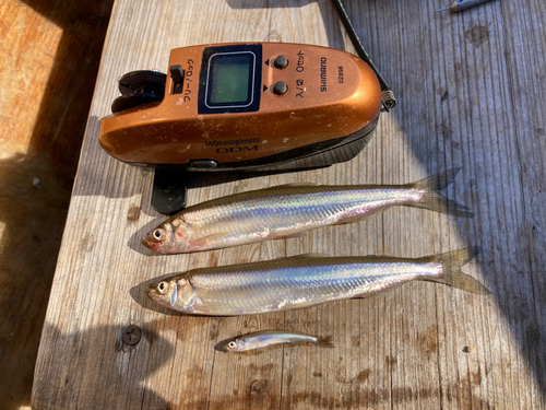 ワカサギの釣果