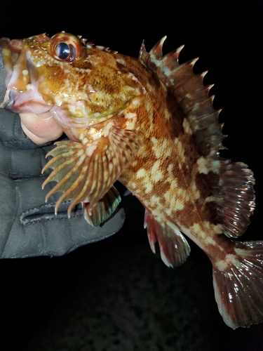 ガシラの釣果