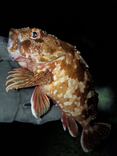 ガシラの釣果