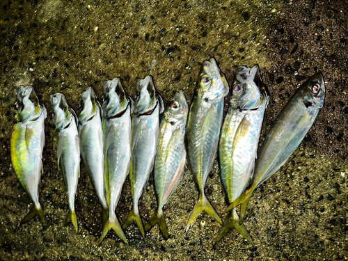 アジの釣果