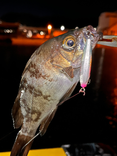 クロメバルの釣果