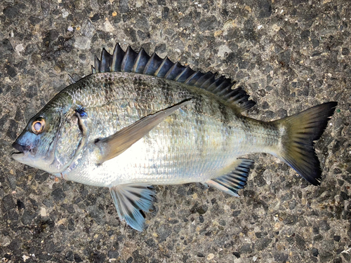 チヌの釣果