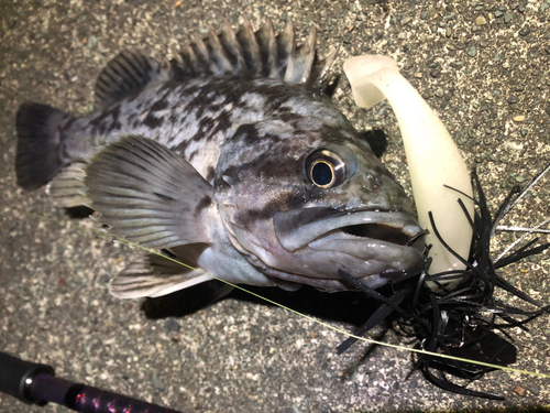 クロソイの釣果