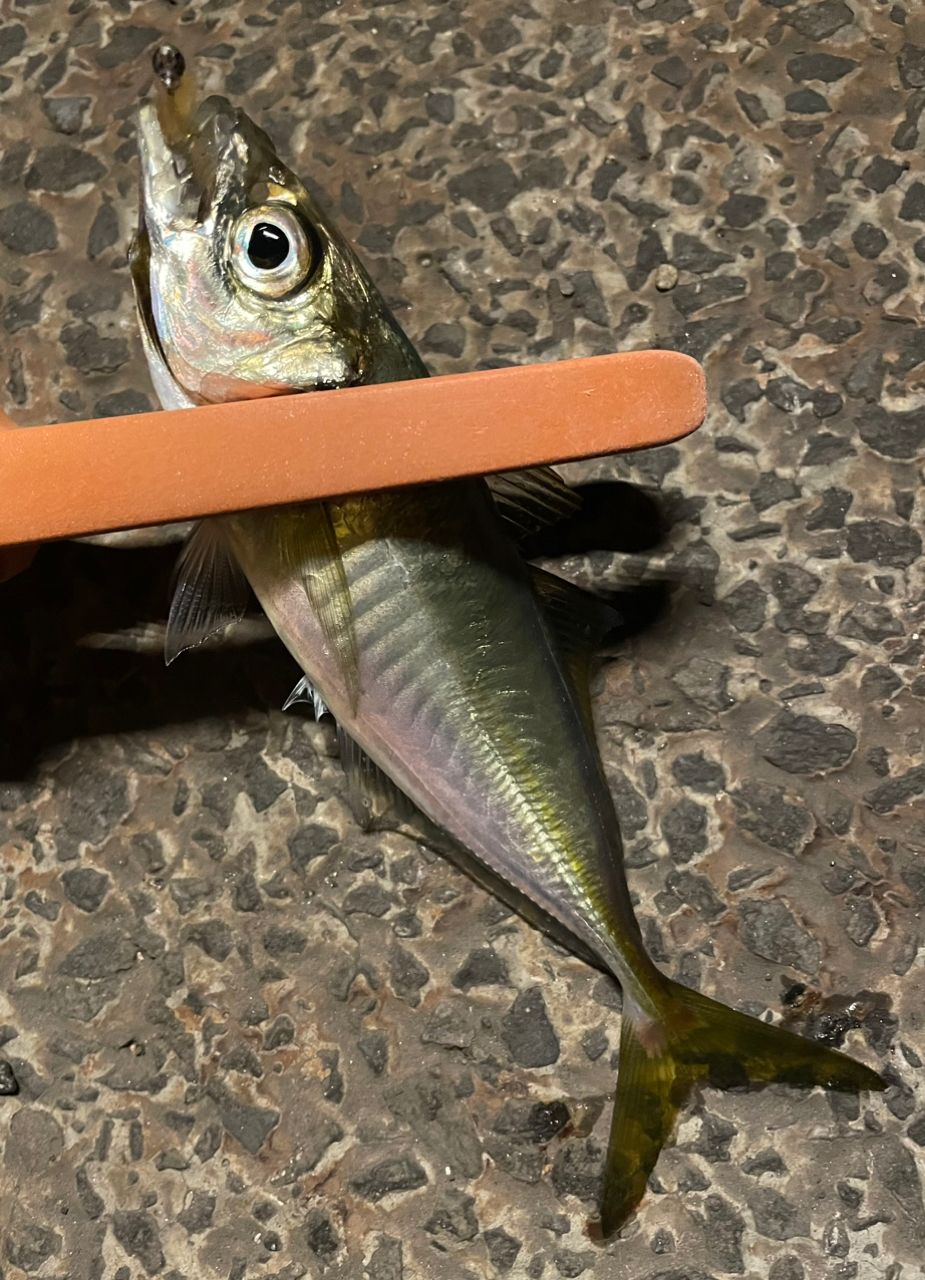 アジ