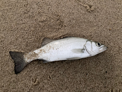 セイゴ（ヒラスズキ）の釣果