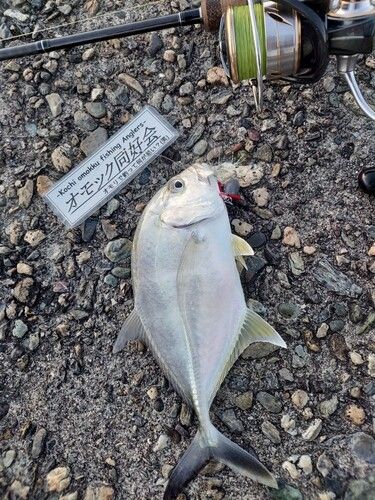 メッキの釣果