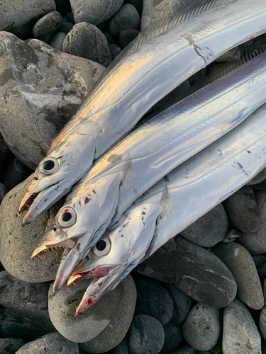 タチウオの釣果