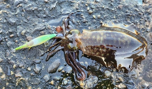 アオリイカの釣果