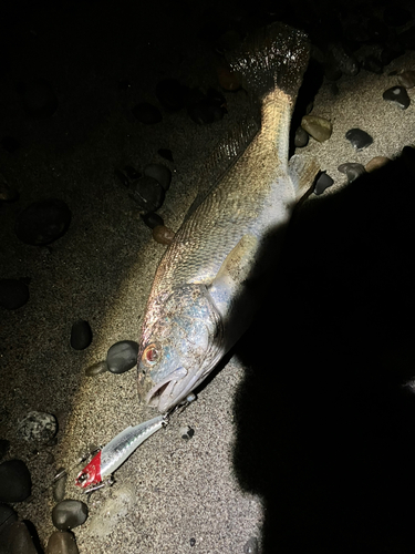 イシモチの釣果