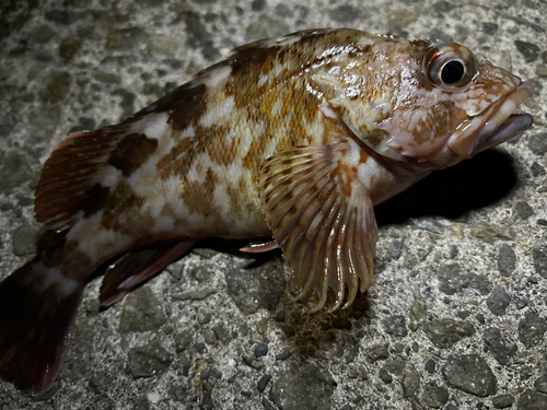 ガシラの釣果