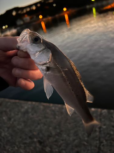 セイゴ（タイリクスズキ）の釣果