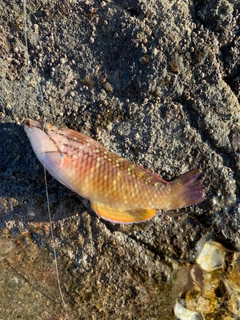 アカササノハベラの釣果