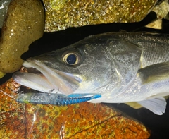 スズキの釣果