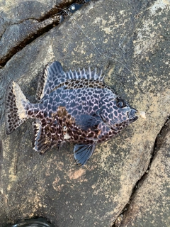 イシガキダイの釣果