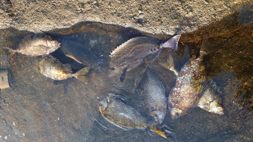 オナガグレの釣果