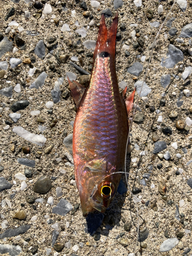 クロホシイシモチの釣果