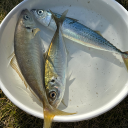 ラツィの釣果