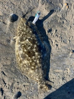 ヒラメの釣果
