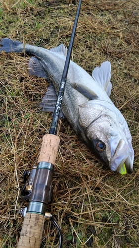 釣果