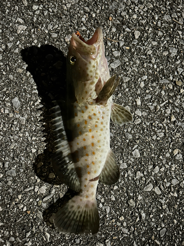 チャイロマルハタの釣果