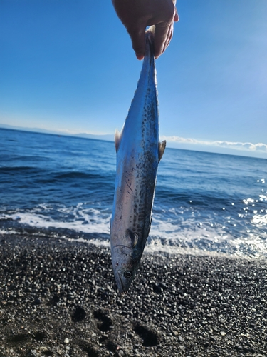 サゴシの釣果