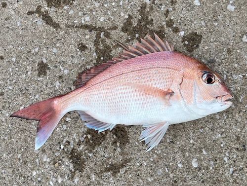 マダイの釣果