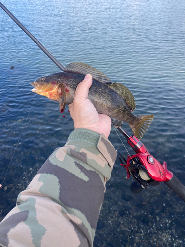 アイナメの釣果