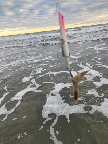 シタビラメの釣果