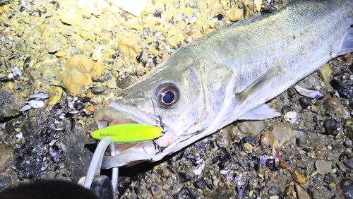 シーバスの釣果