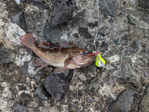 ガヤの釣果