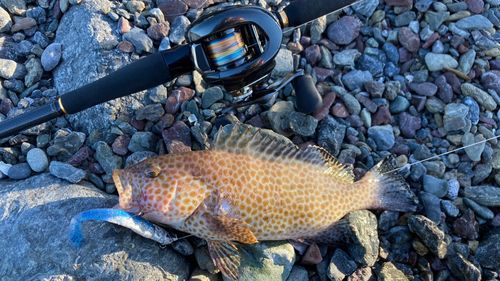 オオモンハタの釣果