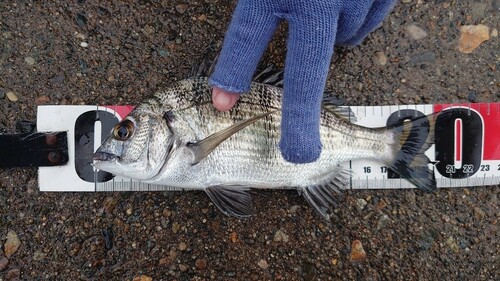 クロダイの釣果