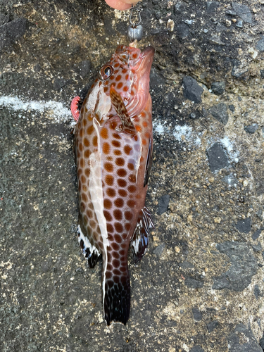 オオモンハタの釣果