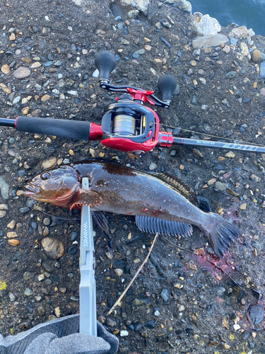 アイナメの釣果