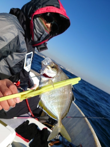 カイワリの釣果