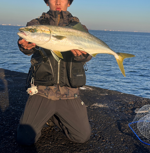 ワラサの釣果