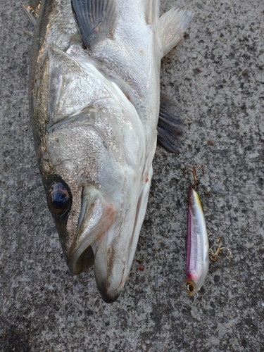 シーバスの釣果