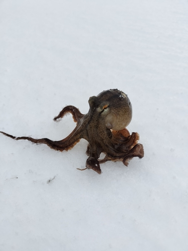 タコの釣果