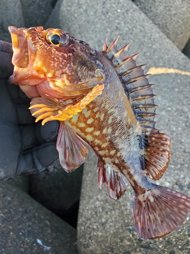 ガシラの釣果