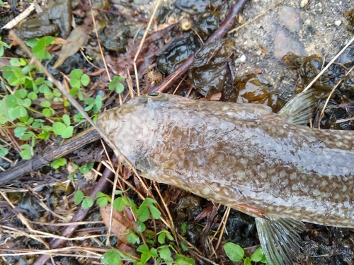 エソの釣果