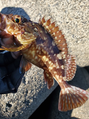 ガシラの釣果