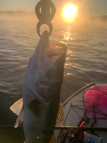 シーバスの釣果