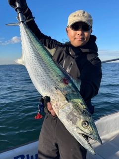 サワラの釣果