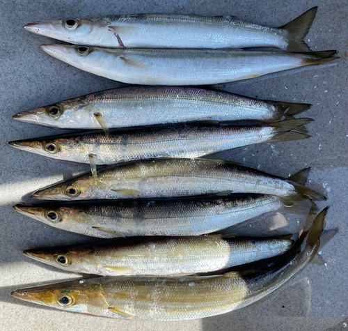 カマスの釣果