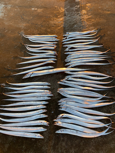 タチウオの釣果