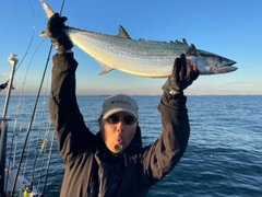 サワラの釣果