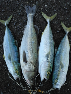 ハマチの釣果